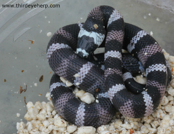 Snow Honduran Milk Snake